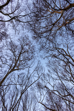 Urban park with bare trees, in the winter at Loule city, Algarve, Portugal.の写真素材