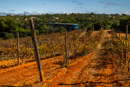 Landscape view of a wine estate in the Algarve region. train passing by.の写真素材