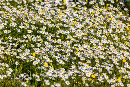 View of a meadow of chamomile white daisy spring flowers.の写真素材