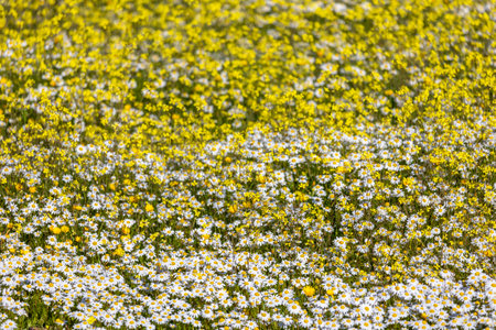 Coincya cintrana and white daisy flowers in a spring meadow.の写真素材