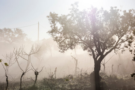 Winter fog in the morning at vinyard on the Algarve region.の写真素材