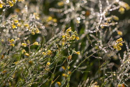 Close up of morning condensation on yellow flowers, flora from the Algarve region.の写真素材