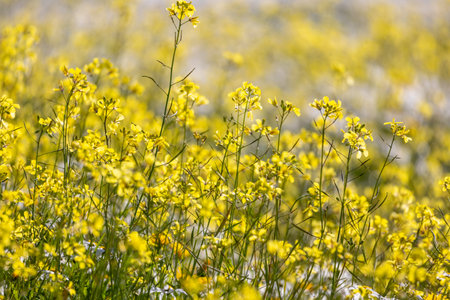Yellow flowers in a spring meadow.の写真素材
