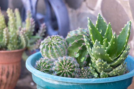 Close up view of Several cactus plants in pot, on the home garden.の写真素材