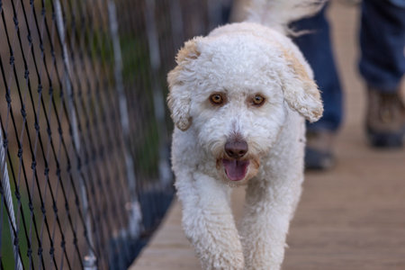 Close view of a white curly dog on a wooden pathwayの写真素材