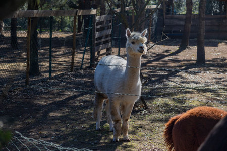 Close up view of a group of alpaca animals on a fenced ranch.の写真素材