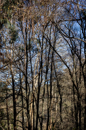 Tall trees on a mountainous area of Monchique, Portugal.の写真素材