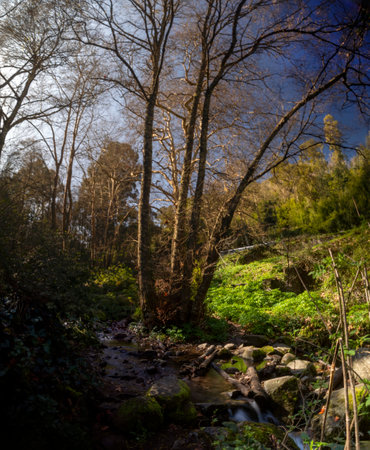 Tall trees and a fresh stream of water on a mountainous area of Monchique, Portugal.の写真素材