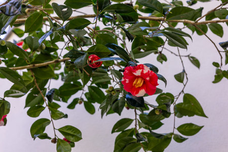 Close up view of a beautiful Camellia sasanqua flower.の写真素材