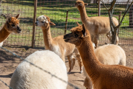 Close up view of a group of alpaca animals on a fenced ranch.の写真素材