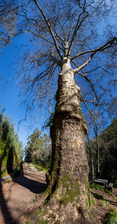 Tall trees on a mountainous area of Monchique, Portugal.の写真素材