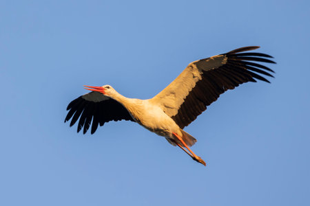 White stork bird (Ciconia Ciconia) flying in the sky.の写真素材