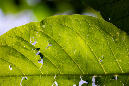 Close up macro of green leaf , with sunlight passing through.の写真素材