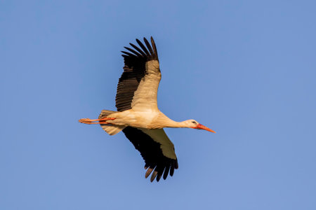 White stork bird (Ciconia Ciconia) flying in the sky.の写真素材