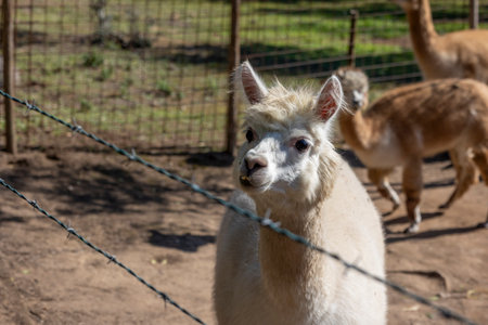 Close up view of a group of alpaca animals on a fenced ranch.の写真素材