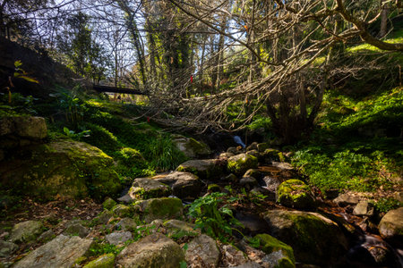 Tall trees and a fresh stream of water on a mountainous area of Monchique, Portugal.の写真素材