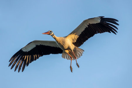 White stork bird (Ciconia Ciconia) flying in the sky.の写真素材