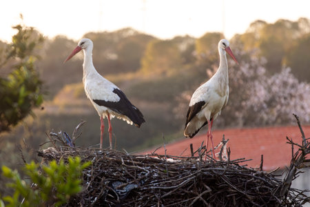 White stork bird (Ciconia Ciconia) on a nest.の写真素材