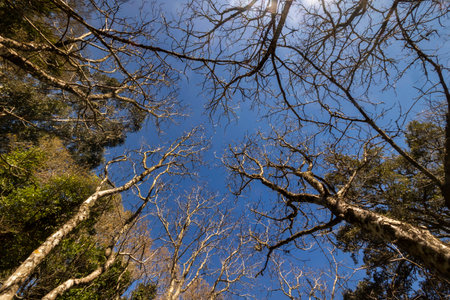 Tall trees on a mountainous area of Monchique, Portugal.の写真素材