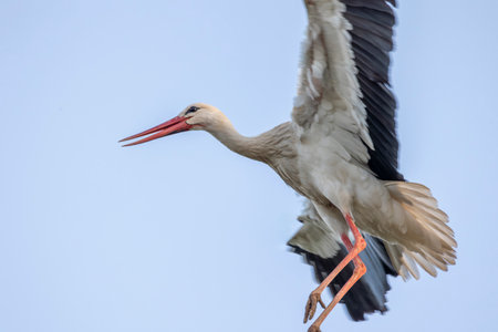 White stork bird (Ciconia Ciconia) flying in the sky.の写真素材