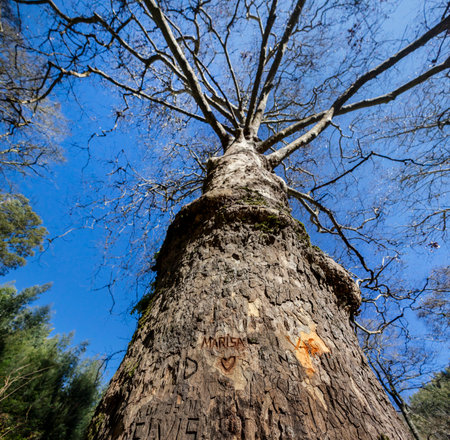 Tall trees on a mountainous area of Monchique, Portugal.の写真素材