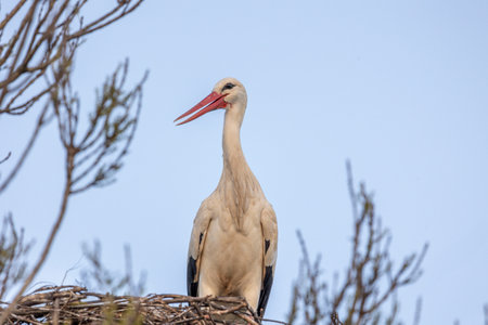 White stork bird (Ciconia Ciconia) on a nest.の写真素材