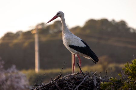 White stork bird (Ciconia Ciconia) on a nest.の写真素材