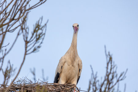 White stork bird (Ciconia Ciconia) on a nest.の写真素材