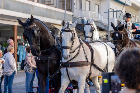 SAO BRAS DE ALPORTE, PORTUGAL - 4th MAY 2024: Period representation event of Carriage coupling traditional event with beautiful carriages with horses and person dressed for the occasion.のeditorial素材