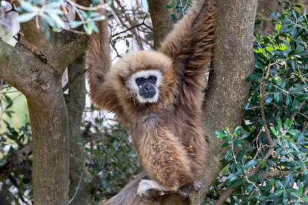 Close up view of a lar gibbon (Hylobates lar) in a zoo.の写真素材