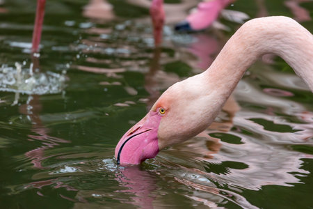 Close up view of the pink flamingo bird in a zoo.の写真素材