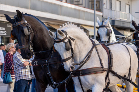 SAO BRAS DE ALPORTE, PORTUGAL - 4th MAY 2024: Period representation event of Carriage coupling traditional event with beautiful carriages with horses and person dressed for the occasion.のeditorial素材