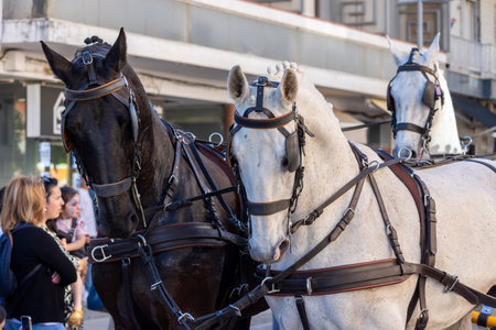 SAO BRAS DE ALPORTE, PORTUGAL - 4th MAY 2024: Period representation event of Carriage coupling traditional event with beautiful carriages with horses and person dressed for the occasion.のeditorial素材