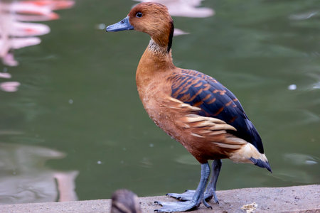 Close up view of fulvous whistling duck (Dendrocygna bicolor) on a pond.の写真素材