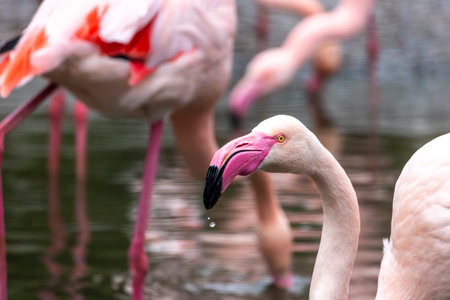 Close up view of the pink flamingo bird in a zoo.の写真素材