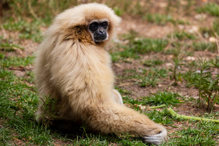 Close up view of a lar gibbon (Hylobates lar) in a zoo.の写真素材