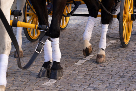 Detail of legs of horses on a period representation event of Carriage coupling traditional event with beautiful carriages with horses and person dressed for the occasion.の写真素材