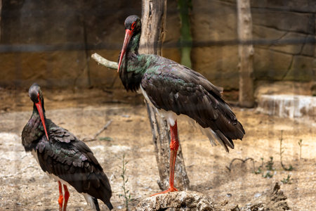 Close up view of a Black Stork (Ciconia nigra) bird.の写真素材
