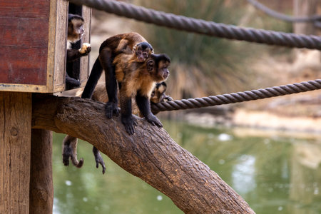 Close up view of black-striped capuchin (Sapajus) on a zoo.の写真素材