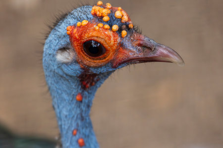 Close up view of a ocellated turkey (Meleagris ocellata) bird.の写真素材