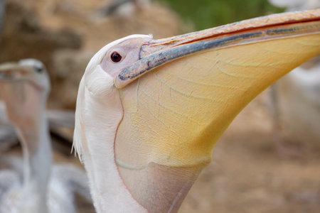 Close up view of the great white pelican (Pelecanus onocrotalus).の写真素材