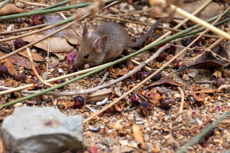 Close up view of a tiny house mouse (Mus musculus).の写真素材