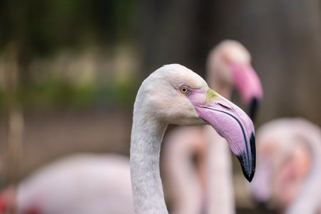 Close up view of the pink flamingo bird in a zoo.の写真素材