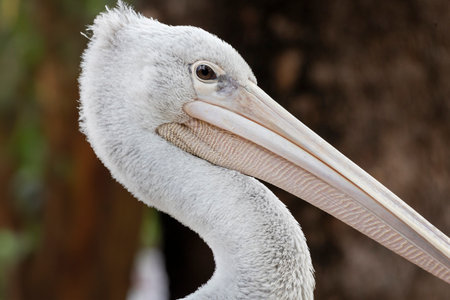 Close up view of the spot-billed pelican (Pelecanus philippensis) .の写真素材