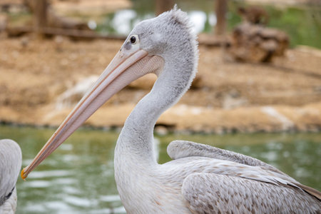 Close up view of the spot-billed pelican (Pelecanus philippensis) .の写真素材
