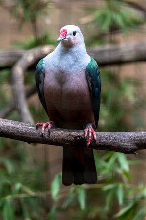 Close up view of a Red knobbed imperial pigeon (Ducula rubricera) bird.の写真素材