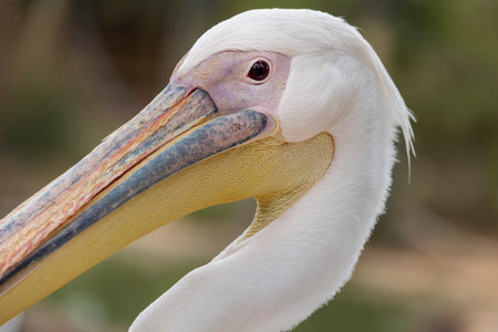 Close up view of the great white pelican (Pelecanus onocrotalus).の写真素材