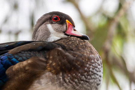 Close up view of the female Carolina duck (Aix sponsa).の写真素材