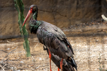 Close up view of a Black Stork (Ciconia nigra) bird.の写真素材