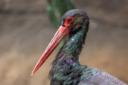 Close up view of a Black Stork (Ciconia nigra) bird.の写真素材